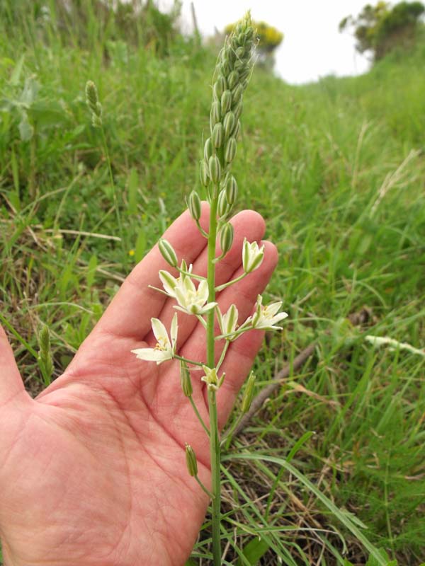 Loncomelos narbonensis